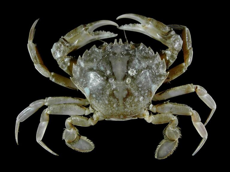 Pregnant Crab