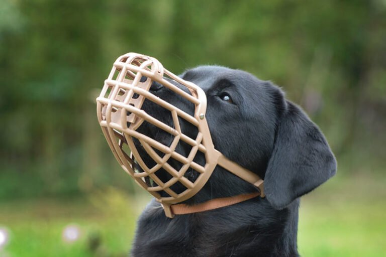 Small Dog Muzzle