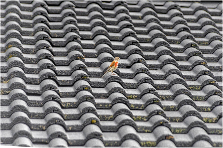 Roof Lifespan