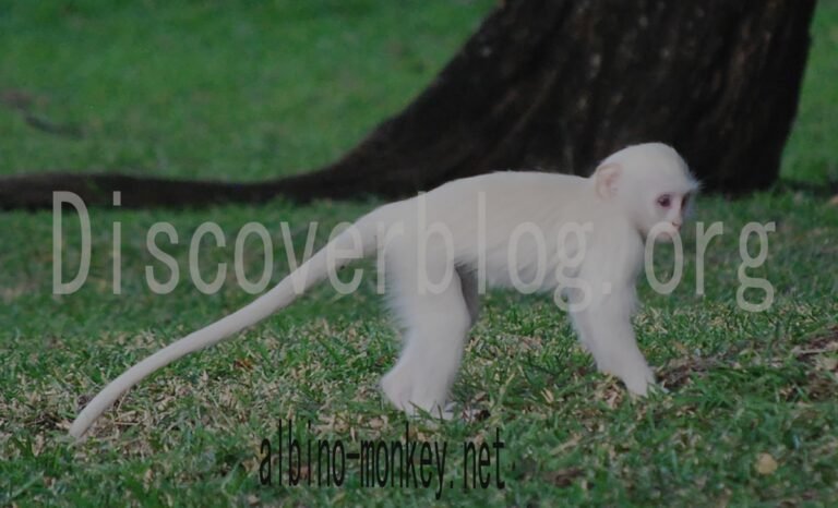 Discover Albino-Monkey.net: Your Ultimate Source for Diverse Content
