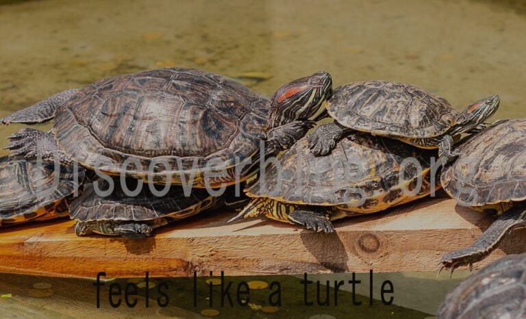 When Everything Feels Like A Turtle Moving Through Molasses