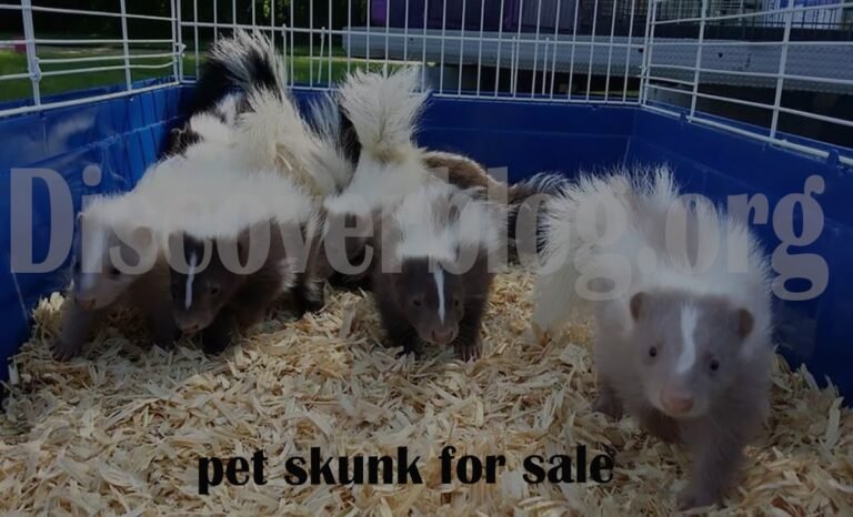 Pet Skunk for Sale: Your Complete Guide to Skunk Ownership